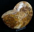 Wide Polished Cleoniceras Ammonite #5807-2
